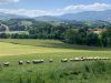 vacances à la ferme près d'Espelette